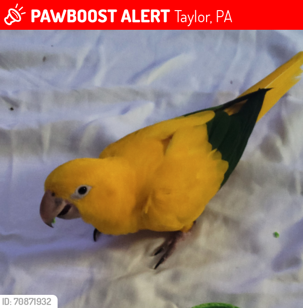 Lost Male Bird last seen  W. Taylor Street, Taylor, PA 18517