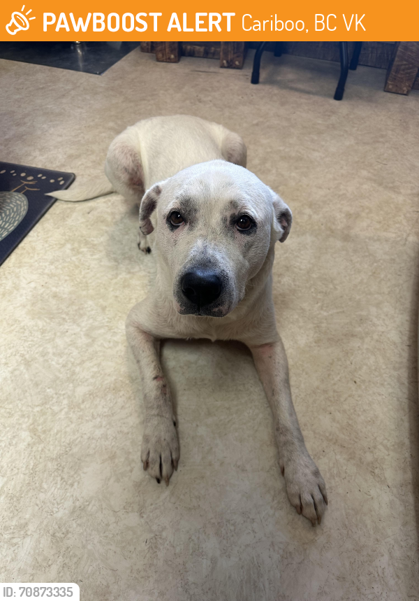 Rehomed Male Dog last seen Judson Rd and Windy Mountain Rd, Cariboo, BC V0K