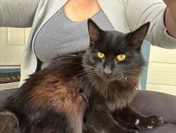 Reunited Unknown Cat last seen Fernald street fremont, Fremont, CA 94539