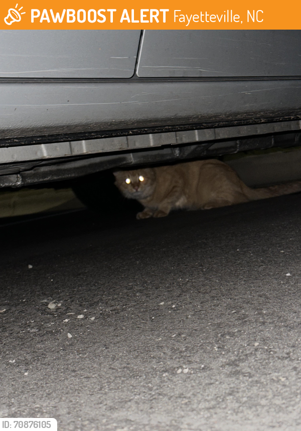 Found/Stray Male Cat last seen Addison Ridge apt , Fayetteville, NC 28303