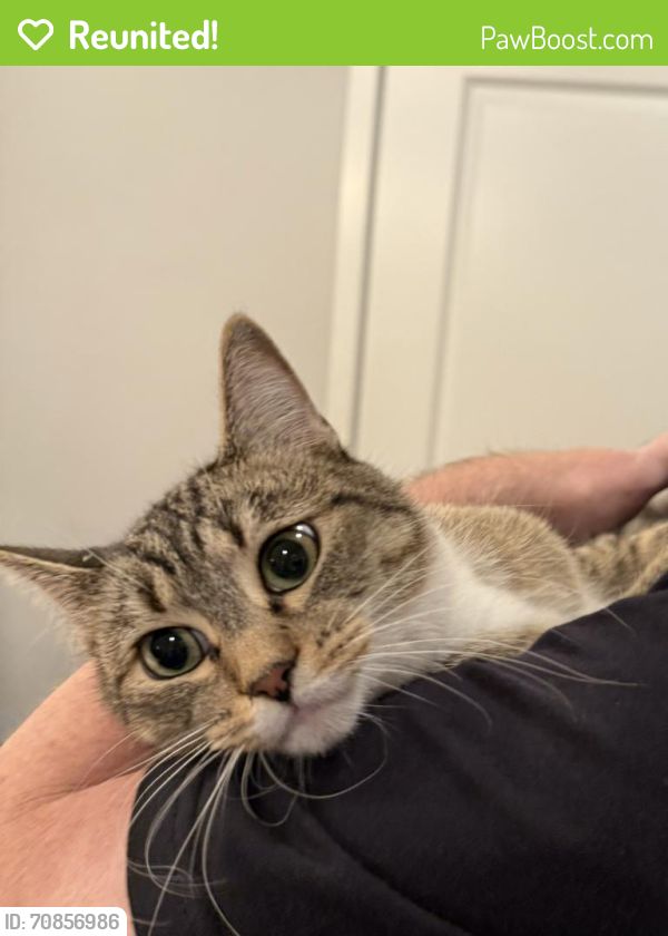 Reunited Female Cat in American Fork, UT 84003 (ID 70856986) PawBoost