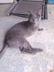 Lost Male Cat last seen Dead end of Grove Rd. in Crystal Lake., Medway, OH 45341