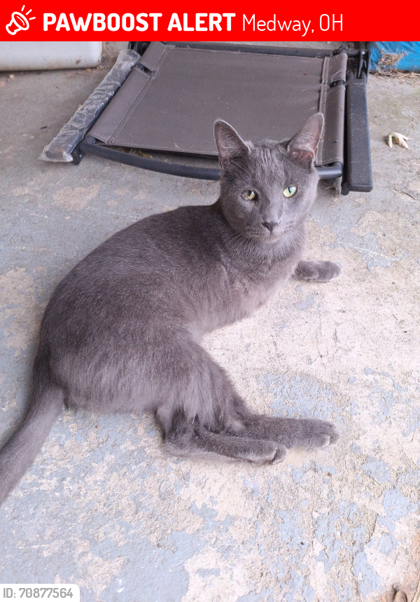 Lost Male Cat last seen Dead end of Grove Rd. in Crystal Lake., Medway, OH 45341