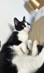 Lost Female Cat last seen Kensal green cemetery , Greater London, England 