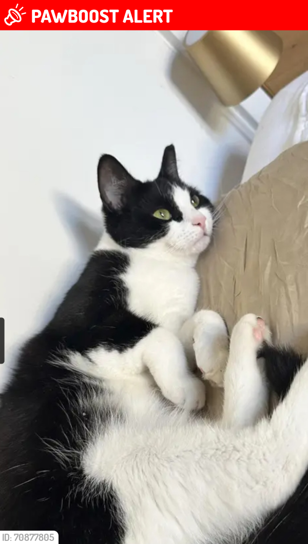 Lost Female Cat last seen Kensal green cemetery , Greater London, England 