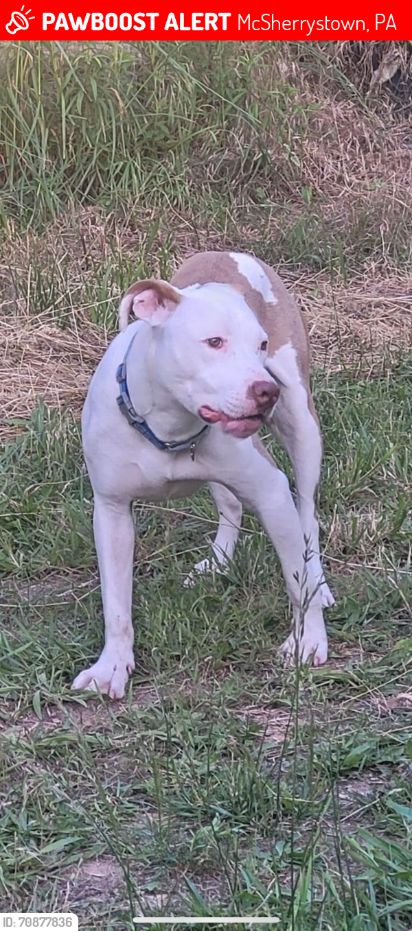 McSherrystown, PA Lost Male Dog, Boy Is Missing PawBoost