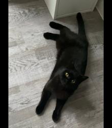 Lost Male Cat last seen Ta4 1fl, Taunton, England 
