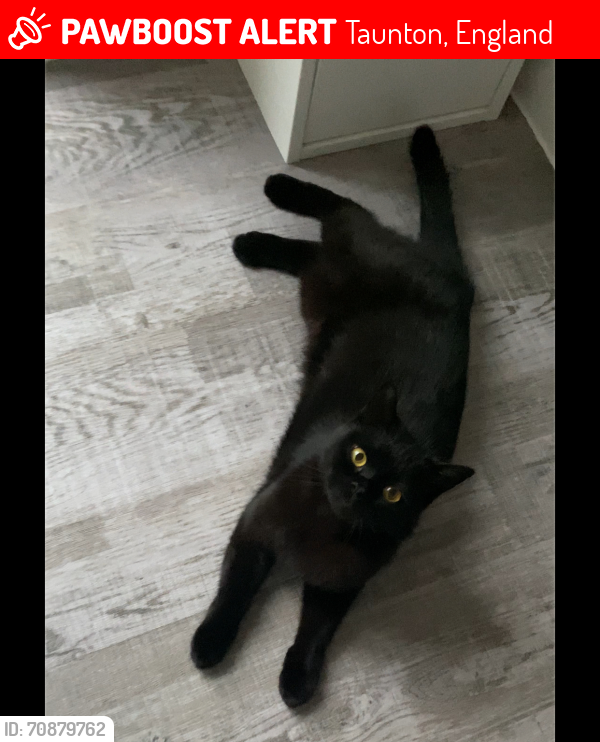 Lost Male Cat last seen Ta4 1fl, Taunton, England 