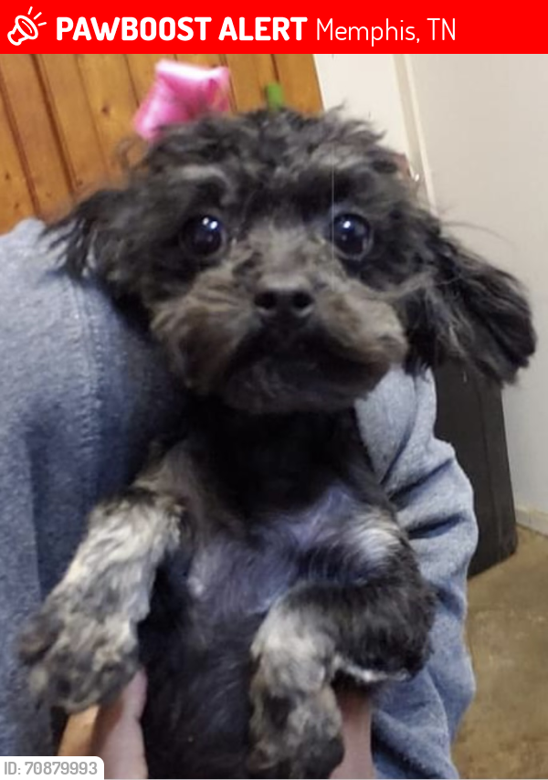 Lost Female Dog last seen Vollintine, Memphis, TN 38107