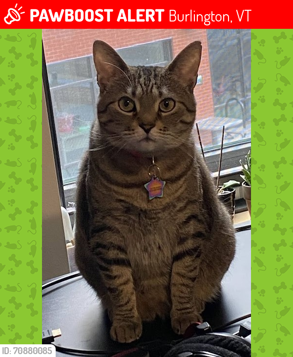 Lost Female Cat last seen Tommy Thompson Community Garden, Burlington, VT 05401