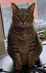 Lost Female Cat last seen Tommy Thompson Community Garden, Burlington, VT 05401