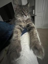 Lost Female Cat last seen Pilot Point , Sanger, TX 76266