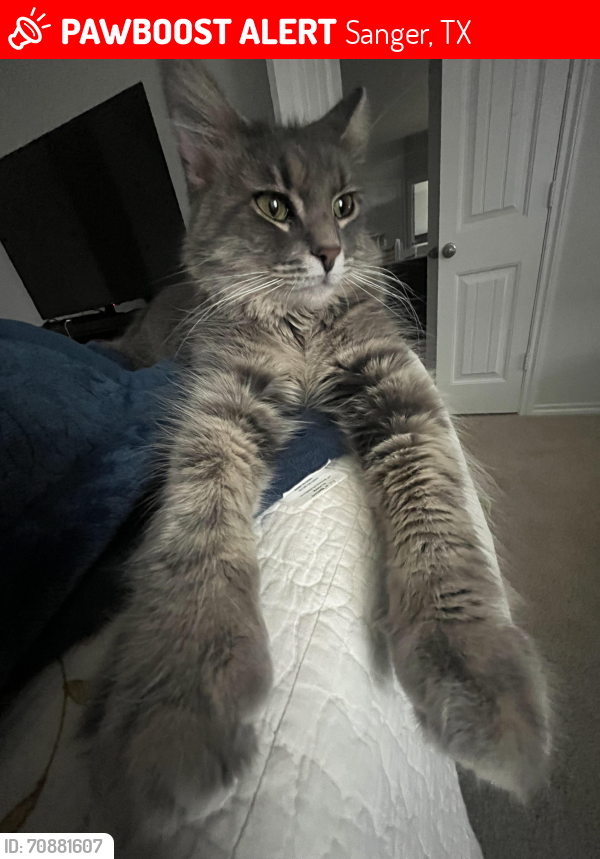 Lost Female Cat last seen Pilot Point , Sanger, TX 76266