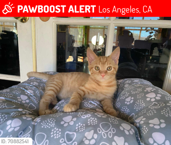 Los Angeles, CA Lost Male Cat, Kura Is Missing PawBoost