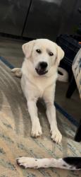 Lost Male Dog last seen Winnfield Road, Princeton, LA 71067