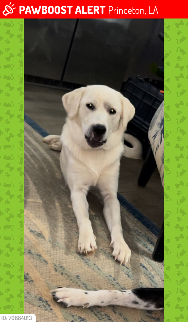 Lost Male Dog last seen Winnfield Road, Princeton, LA 71067