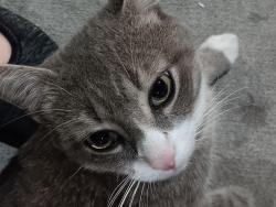 Lost Male Cat last seen ZFA church beside Winn-Dixie, Zephyrhills, FL 33541