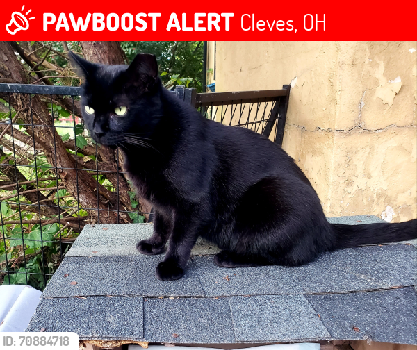 Lost Female Cat last seen Harrison and Pontious Ave, Cleves, OH 45002