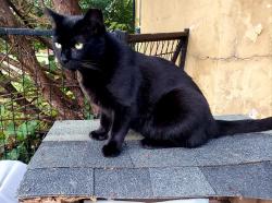 Lost Female Cat last seen Harrison and Pontious Ave, Cleves, OH 45002