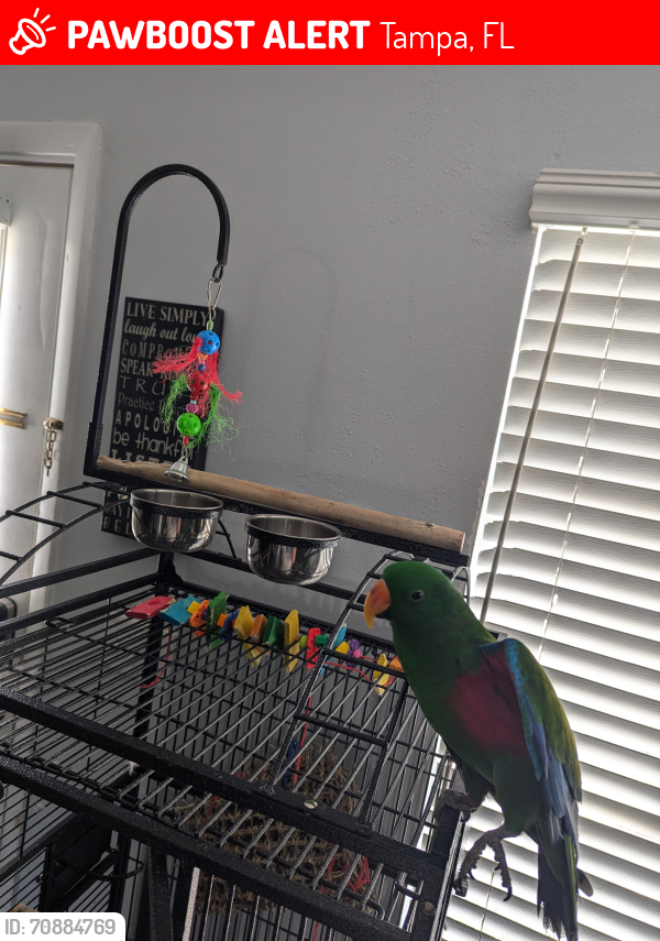 Lost Male Bird last seen South of Gandy on Wyoming Ave in-between Himes and MacDill , Tampa, FL 33611