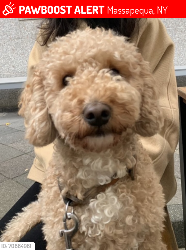 Lost Male Dog last seen By Starbucks , Massapequa, NY 11758