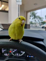 Lost Female Bird last seen Missouri avenue, highland Ave, Bellaire in Clearwater Florida Rd and Lakeview Rd in, Clearwater, FL 33756