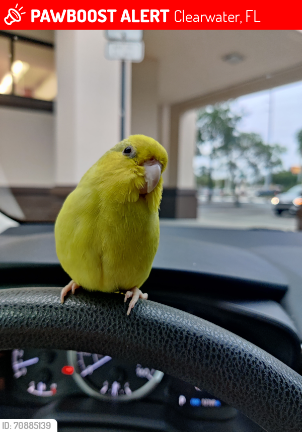 Lost Female Bird last seen Missouri avenue, highland Ave, Bellaire in Clearwater Florida Rd and Lakeview Rd in, Clearwater, FL 33756