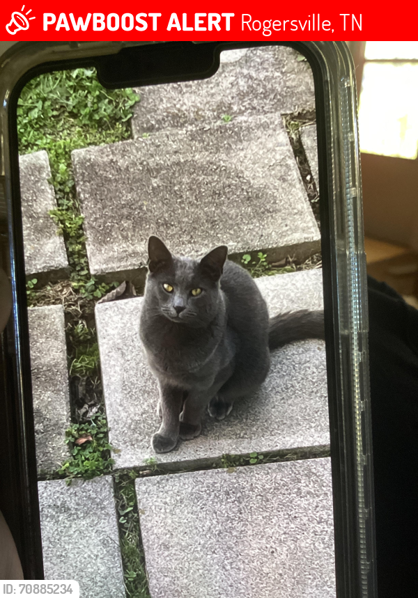 Lost Male Cat last seen East Rogersville Baptist Church, Sonic, Rogersville Middle School, Rogersville, TN 37857