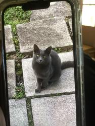 Lost Male Cat last seen East Rogersville Baptist Church, Sonic, Rogersville Middle School, Rogersville, TN 37857