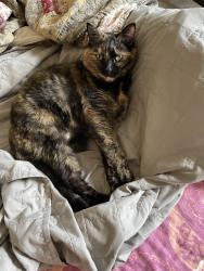 Lost Female Cat last seen Arbutus and king Edward ave, Vancouver, BC V6L 3C9