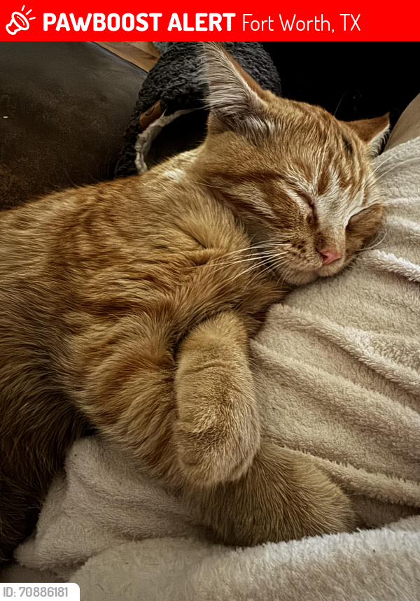 Lost Male Cat last seen Wild Willow Trail and Willow Creek Ct , Fort Worth, TX 76134