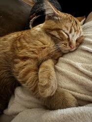 Lost Male Cat last seen Wild Willow Trail and Willow Creek Ct , Fort Worth, TX 76134