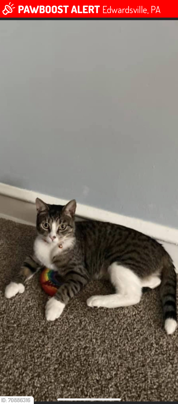 Lost Female Cat last seen Green street Edwardsville, Edwardsville, PA 18704