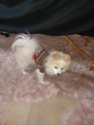 Lost Male Dog last seen R V Mayfield , Houston, TX 77088