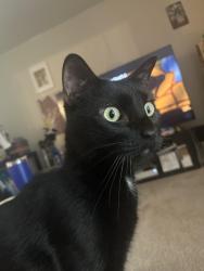 Lost Female Cat last seen Near hidden view,  Clifton park, 12065 , Clifton Park, NY 12065