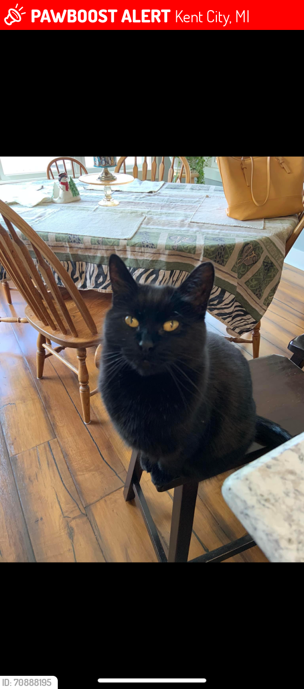 Lost Female Cat last seen 18 mile rd, Kent City, MI 49330