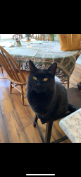 Lost Female Cat last seen 18 mile rd , Kent City, MI 49330