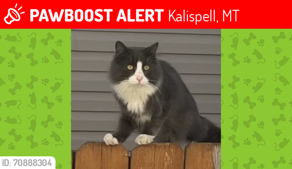 Lost Male Cat last seen Sunset ct, Kalispell off three mile dr, Kalispell, MT 59901