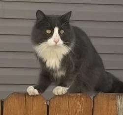 Lost Male Cat last seen Sunset ct, Kalispell off three mile dr, Kalispell, MT 59901