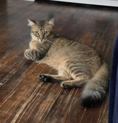 Lost Male Cat last seen Norton, Corpus Christi, TX 78415