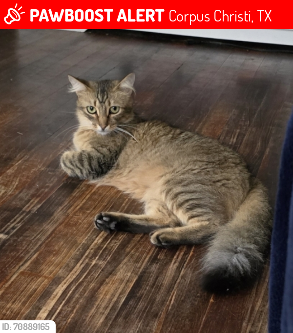 Lost Male Cat last seen Norton, Corpus Christi, TX 78415