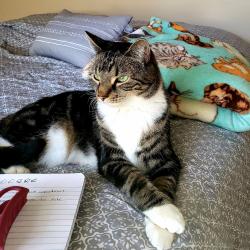 Lost Male Cat last seen Marble Drive and Shaw Hwy, Pender County, NC 28425