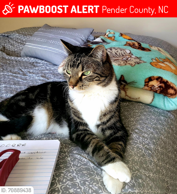 Lost Male Cat last seen Marble Drive and Shaw Hwy, Pender County, NC 28425