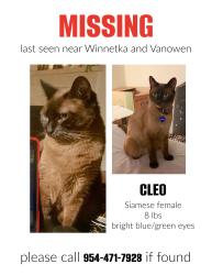 Lost Female Cat last seen Winnetka and vanowen, Los Angeles, CA 91306