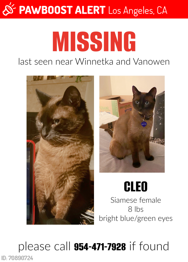 Lost Female Cat last seen Winnetka and vanowen, Los Angeles, CA 91306