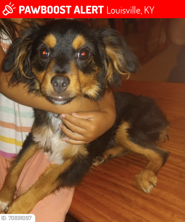 Lost Male Dog last seen West Saint Catherine St, Louisville KY, Louisville, KY 40203