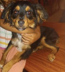 Lost Male Dog last seen West Saint Catherine St, Louisville KY, Louisville, KY 40203