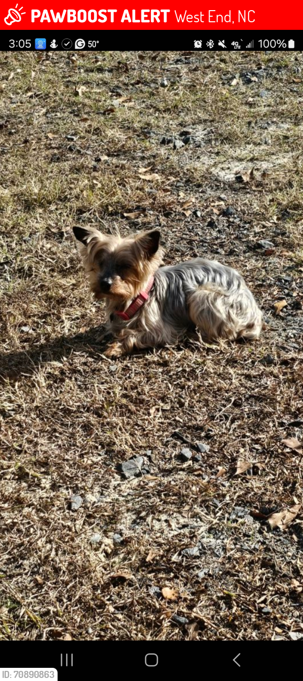 Lost Female Dog last seen Hwy 211 and Love Grove Church, West End, NC 27376