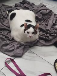 Lost Male Cat last seen Near North freeway , Houston, TX 77060