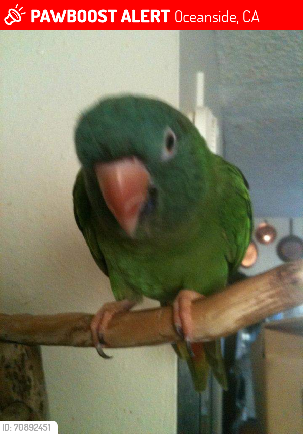 Lost Unknown Bird last seen Costa Serena, Oceanside, CA 92056